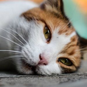 Meet your Posher, Nicki